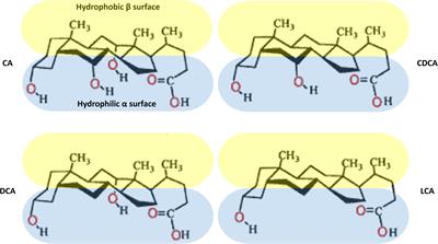 Bile Acids and Their Derivatives as Potential Modifiers of Drug Release and Pharmacokinetic Profiles